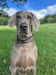 Happy 5th Birthday to our handsome boy BENTLEY x sending love ❤️ to all his  brothers & Sisters x