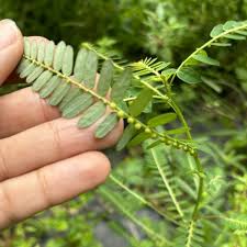 Image result for Phyllanthus beillei
