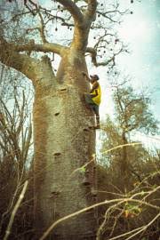 Image result for Bombax rhodognaphalon