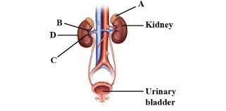 The Urinary System Structure And Functions Quiz Proprofs Quiz