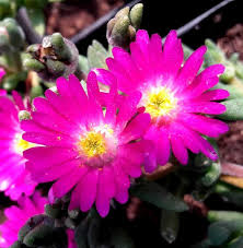 Flowering desert plants for sale. Jewel Of Desert Opal Delosperma Plants For Sale Ice Plant Free Shipping