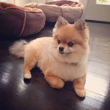 Review how much basenji puppies for sale sell for below. Pom Pom Teddy Bear Dog Peepsburgh