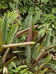 Shipped straight to your door with detailed care instructions! Ctenanthe Setosa Ctenanthe Setosa C Max Seyfried Naturgucker De Enjoynature Net Flickr