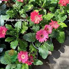 Anda wajib memiliki salah satunya untuk memperindah tampak depan rumah anda. Jual Bibit Bunga Gerbera Cantik Agro Bibit Id