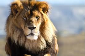 Once a normal lion (presumably owned by rose quartz in the desert hundreds of years ago), lion eventually died through unknown means. You Want To Be The Lion In The Entrepreneurship Circle Of Life