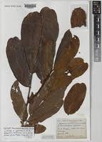 Image result for Gilbertiodendron dewevrei
