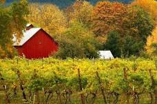 Friday Night Live Music at Saginaw Vineyard
