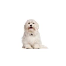 Find maltese puppies on www.petzlover.com. Maltese Puppies Petland Dallas Tx