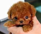 15 Cutest Dog Pictures Ever - Care