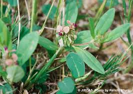 Image result for Polygala arenicola