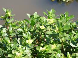 Image result for Enydra