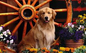 Maybe you would like to learn more about one of these? Retriever Hd Wallpaper Background Image 1920x1200