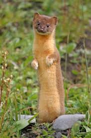 Backyard Poultry Animal Facts Fun Facts About Animals Animal Facts Interesting