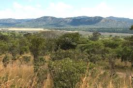 Image result for Cryptosepalum exfoliatum