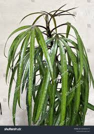 Image result for Plerandra