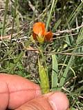 Image result for Tephrosia argyrolampra