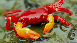 Image result for Crabbea glandulosa