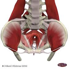 Female internal organs reproductive system with nervous system and urinary bladder anatomy. Low Back Pain And Pelvic Floor Disorders Physiopedia