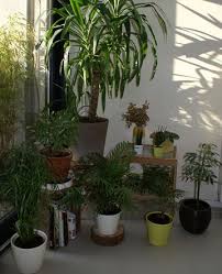 Indoor plants often benefit from humidity levels higher than our homes naturally provide. Watering House Plants Guide Our House Plants