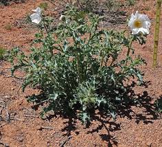 Image result for Argemone