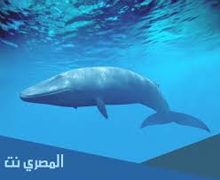 زیارت امام زمان (عج) در روز جمعه. Rkko13kwglbcm