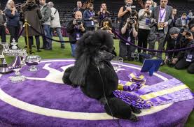 Daytime breed juding sessions take place at pier 94 from 8am to 4:30pm and evening sessions are located at madison sqare garden from at 7:30pm on monday and 7pm on. 2020 Westminster Kennel Club Dog Show Results Who Won This Year