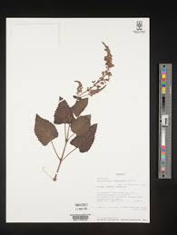 Image result for Equilabium