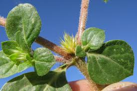 Image result for Alternanthera pungens