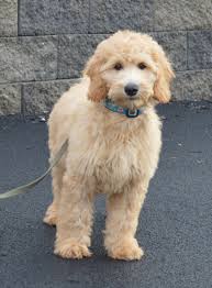 We occasionally have f1b puppies that are larger than this range from our. Goldendoodle Color Change Novocom Top