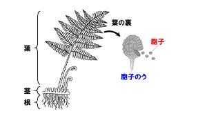 中1理科 シダ植物とコケ植物のポイント Examee