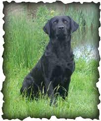 Teal Reveirter Labrador Retrievers Labradors are gundogs, bred to flush out, locate or retrieve game shot down by hunters. teal reveirter labrador retrievers