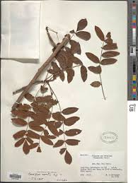 Image result for Commiphora mossambicensis