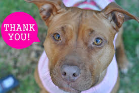 Just like any other pitbull puppies, blue nose pitbull puppies have the average lifespan of about 12 years. Shop With These 21 Companies And You Ll Be Giving Back To Dogs Barkpost