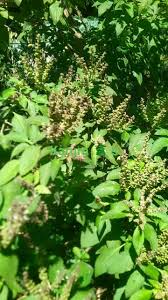 Image result for Vernonia lasiopus