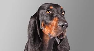 Black And Tan Coonhound Rescue Black And Tan Coonhound Dog Breed Information Dog Breeds Dog Breed Info Coonhound