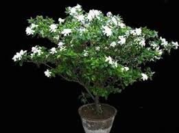 It feeds your garden with a hearty mix of nutrients. In October Gardenia Is So Cultured Spray It And The Leaves Will Be Oily Green And Flowers Will Bloom The Plant Aide