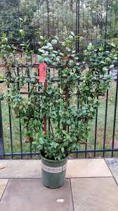 To plant indoors, pot the jasmine plant into a small or medium planter, and full with a combination of soil and fertilizer, or for better effect, a pot containing moss, bark and vermiculite; Ask A Question Forum Star Jasmine In A Pot Garden Org