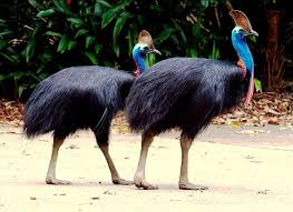 Black Bird With Blue Head And Neck Northern Cassowary Casuarius Unappendiculatus Or Gold Neck Cassowary A Large Stocky Flightless Bird O Cassowary Australian Birds Australian Native Animals