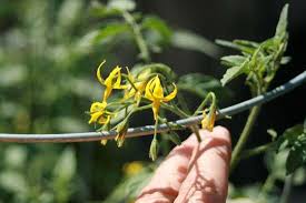 The flowers are generally less than an inch in diameter and, according to thomas rost, in a 1996 university of california davis publication, can be arranged on a stem in three ways. Tomato Pollination How To Pollinate Your Tomatoes Insightful Nana