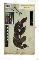 Image result for Ancylobothrys scandens