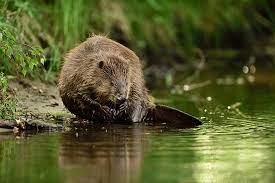 However, the one found in louisiana was mere 19inches long! How To Get Rid Of Beavers Top 7 Beaver Traps Repellents