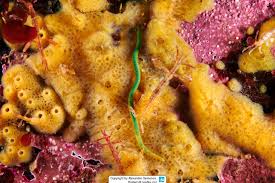 Image result for Eulalia polyneura