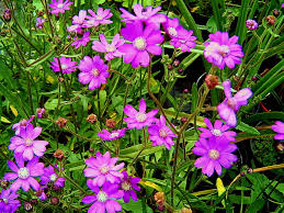 Image result for Senecio purpureus