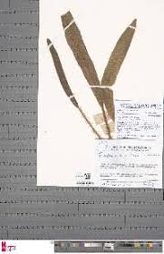 Image result for Elaphoglossum kuhnii