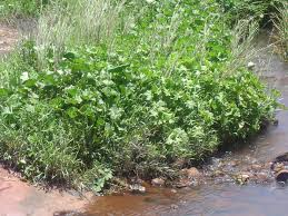 Image result for Gunnera perpensa