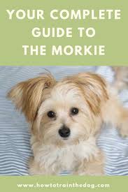 All About The Morkie Yorkie Terrier Morkie Puppies Yorkshire Terrier Puppies