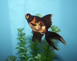Maybe you would like to learn more about one of these? Black Telescope Goldfish Animal Database Fandom