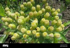 Image result for Nidorella ivifolia