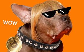 Fly your shibe in his brand new rocket to the moon and beyond while avoiding the negativity and traps of the other coins. Finn To Boost Dog Adoptions To The Moon With Dogecoin Cryptocurrency Adsofbrands Net