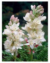 Awesome Tuberoses Polianthes Double Blooming Set Of 5 Bulbs Plants Gardening Ad Patio Bulb Flowers Fragrant Flowers Spring Flowering Bulbs